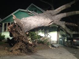 Large tree falls on house, vehicle in Muskegon | wzzm13.com