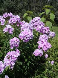 Latin Name Phlox Common Name Phlox Garden Type Blooms In Summer Woodland Phlox In Early Spring Cottage Garden Plants Garden Types Landscaping Plants