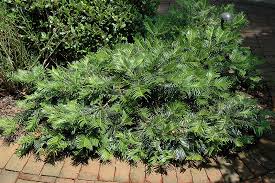 Image result for Polycarpaea prostratum