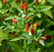 Image result for Capsicum frutescens