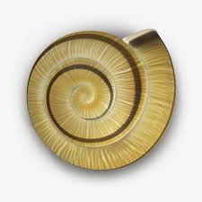 Pin By Engin Deniz On Seramik Heykeller In 2020 Snail Shell Shells Snail