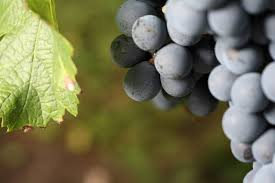 Des caves à vins fleurissent même dans certaines capitales, comme à abidjan. De La Vigne Au Vin