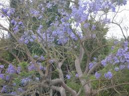 Voir plus d'idées sur le thème fleurs bleues, fleurs, planter des fleurs. Quel Est Le Nom De Cet Arbre Aux Fleurs Bleues Resolu Arbres Et Arbustes Journal Des Femmes
