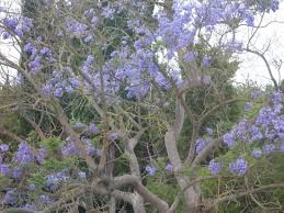 Elles peuvent être hautes et la plupart du temps, elles font de très bouquets. Quel Est Le Nom De Cet Arbre Aux Fleurs Bleues Resolu Arbres Et Arbustes Journal Des Femmes