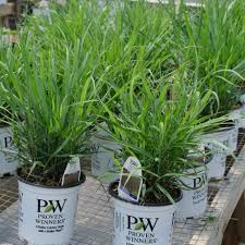 Image result for Panicum chionachne