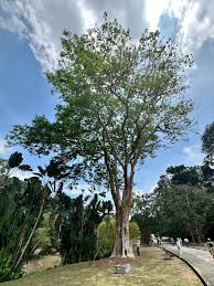 Image result for Pterocarpus indicus