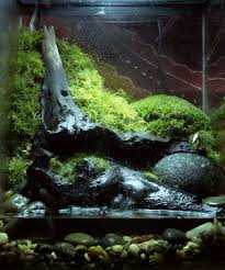 Building A Salamander Vivarium Or Terrarium Vivarium Salamander Build A Terrarium