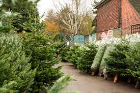 Tower trees with high strength steel frames, top quality electrical components and thick lush greenery. Where To Buy Christmas Trees In London Collection Delivery