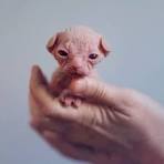 6 Strange Breeds of Hairless Cats | Featured Creature
