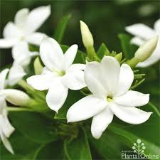 Image result for Jasminum sp. A