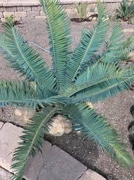 Image result for Encephalartos munchii