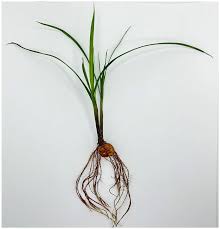 Image result for Cyperus spiralis