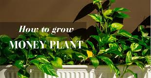 Check spelling or type a new query. Improve Your Fortune How To Grow A Money Plant