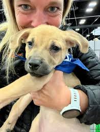 Biggs was our second adoption of 2025 and while his rough and scruffy look  was certainly attractive in a rugged way, now he's surely a candidate for  People Magazine's sexiest man of