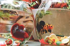My Betta Fish Bowl Gallery In 2020 Betta Fish Bowl Tropical Freshwater Fish Betta Fish Tank