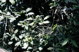 Image result for Vepris zambesiaca