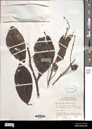 Image result for Morinda lucida