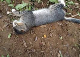 Apa yang terjadi setelah kita mati? Setahun Selepas Tuannya Mati Kucing Ini Masih Enggan Berganjak Dari Kubur Cuma Tinggalkan Sejam Dua Untuk