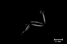 Follows hacker connor, his best friend avi and a cunning librarian who find themselves over their heads when forced to compete in a sophisticated dark web secret society's global recruitment game. The Visible Skeleton 2 0 Phenotyping Of Cartilage And Bone In Fixed Vertebrate Embryos And Foetuses Based On X Ray Microct Development The Company Of Biologists