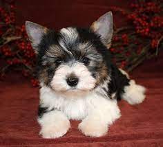 Tri Color Biewer Yorkshire Terrier Yorkshire Terrier Puppies Yorkshire Terrier Dog Biewer Yorkie