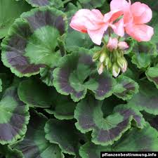 They bloom from the second half of spring through to the first frost of winter plants range in height from 15 cm to over a metre. Pelargonium Zonale