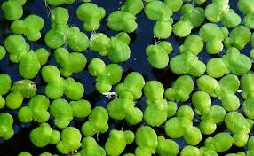 Image result for Lemna aequinoctialis