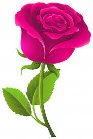Shades range from softest blush pink, to pure rose pink, right through to bright magenta pink. Pink Rose With Green Leaves Stock Images Page Everypixel