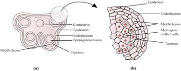 Draw a neat labelled diagram of a typical animal cell ncert. Draw A Diagram Of A Male Gametophyte Of An Angiosperm Label Any Four Parts Why Sporopollenin Is Considered The Most Resistant Organic Material From Biology Sexual Reproduction In Flowering Plants Class 12