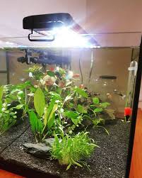 54l Aquarium Seachem Flourite Black Aqua One 55w Heater Aqua One Ocellaris 400 Canister Filter Blue Planet L Neon Tetra Led Track Lighting Planted Aquarium