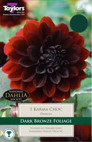 Dahlia 'impression famosa' (single flower). Flower Bulbs Arboretum View Our Range At Arboretum Garden Centre