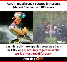 Mandarin duck world s beautiful duck maguri motapung beel assam let s ween. Warning Do Not Like This Page You Will Die Of Laughter Facebook