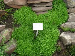 Image result for Selaginella kraussiana
