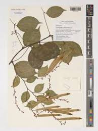 Image result for Afrobrunnichia erecta
