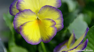 Image result for Rotheca violacea