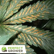 Hence its other names are madras hemp, indian hemp, or brown hemp while its leaves buds and branches are all similar to weed plants. Why Are My Cannabis Leaves Yellow Perfect Grower
