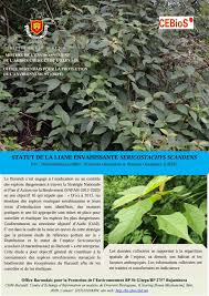 Image result for Sericostachys