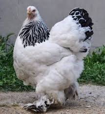 Simak Daftar Harga Ayam Brahma Terbaru Di Tahun 2019 Ayam Hewan Ternak Ayam
