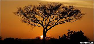 bbc news science & environment