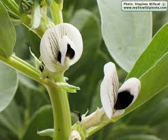 Image result for Vicia faba