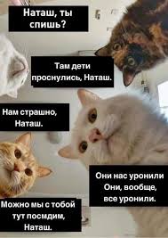 страшно очень страшно мы не знаем что это такое Natasha I Koty Polnoe Sobranie Sochinenij V 2020 G Smeshnye Memy Memy Veselye Memy