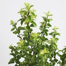 ピットスポラム