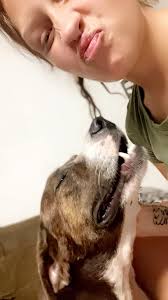 Dog stolen from backyard in Springfield OH