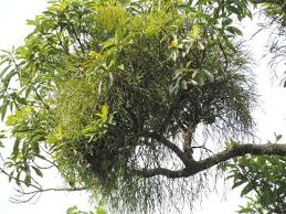 Image result for Viscum bagshawei