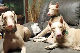 Some doberman pinschers weigh over 100 pounds, usually serving as guard dogs or police dogs. The White Doberman Pinscher Pictures Cost Health And More Doberman Planet