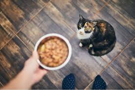However, a sick cat's body is already weakened encourage food consumption and hydration if your cat doesn't eat for 24 hours or doesn't drink for 12 hours. Why Is My Cat Not Eating We Re All About Cats