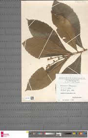 Image result for Argomuellera