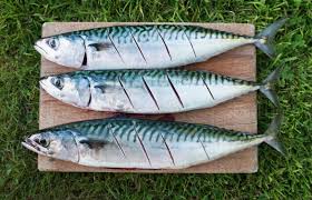 Check spelling or type a new query. 6 Jenis Ikan Yang Sebaiknya Jangan Dimakan Umpan