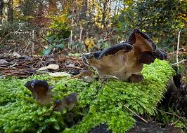 Image result for Russula perlactea