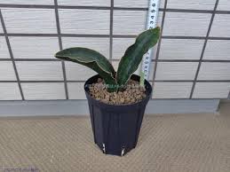 Image result for Sansevieria sinus-simiorum
