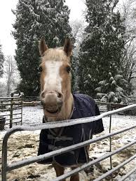 Anyone know how long it takes for a forelock to grow out…? : r/Horses